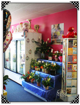 shop5